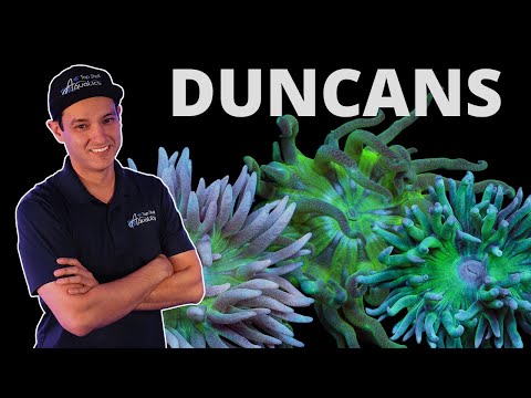 Top Shelf Aquatics' Coral Care Series - Duncans