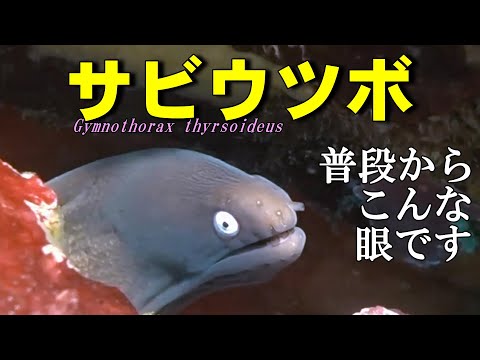 【 サビウツボ 】白い目で 喧嘩を売って 捕食する？　Gymnothorax thyrsoideus