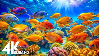 Aquarium 4K VIDEO(ULTRA HD) - Amazing Beautiful Coral Reef Fish - Sleep Relaxing Meditation Music #2