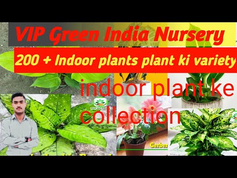 200 plus indoor plant variety सभी प्रकार के इनडोर 🌱🌲 आउटडोर प्लांट यहाँ पर उपलब्ध है