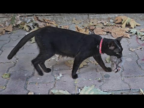 The cat, fired from the garden where she gave birth, carries her kittens in her mouth.