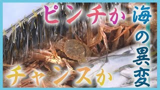 全国区の人気に！厄介者だった「オオズワイガニ」　“海の異変”で食卓にも変化　北海道