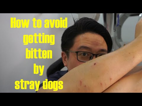 How to avoid getting bitten by a stray dog (Gigi Han got bitten!)