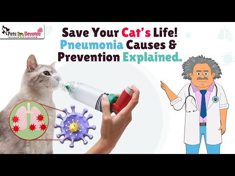 Pneumonia in Cats Causes, Symptoms & Life Saving Tips