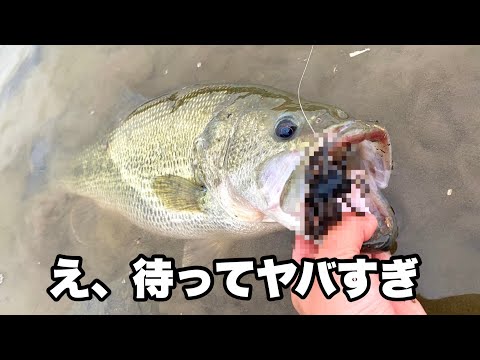 とあるルアーを借りて投げたらデカバス入れ食いになりました