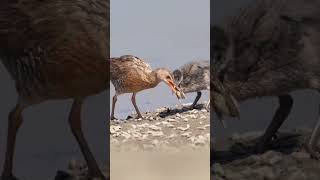 #bird #birds #nature #birdsofinstagram #birdphotography #wildlife #naturephotography