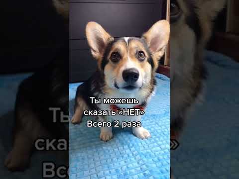 СМЕШНЫЕ ЖИВОТНЫЕ | ТЫ МОЖЕШЬ СКАЗАТЬ НЕТ ВСЕГО 2 РАЗА 🐶