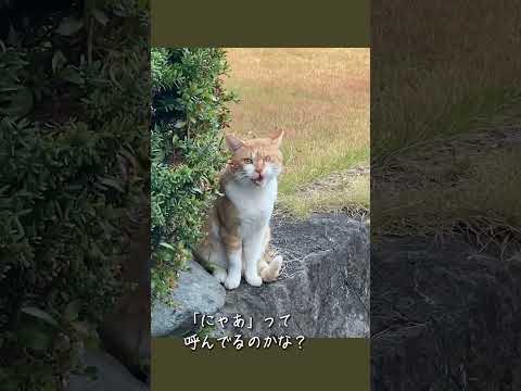 縁側ねこ コタの思い出｜庭でまかって欲しそうな眼差し