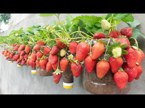 This secret helps me grow super-fruitful strawberries using only plastic bottles