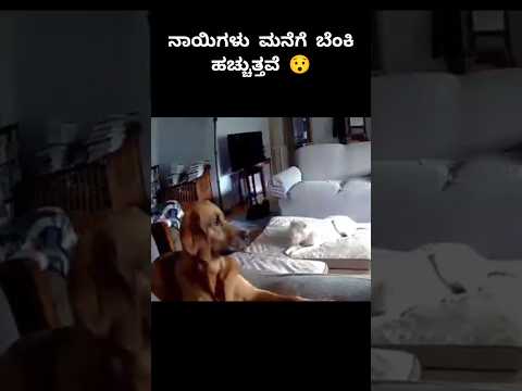 😯 #karnataka #kannadashorts #viralvideo #trending #bengaluru #animals #dog #petlover #mangalore #rcb