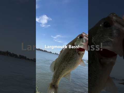 Rio Vista Largmouth Bass‼️ #fishing #california #largemouthbass #fish #jigging #bass #new #shorts