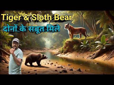 आवाज आई । Tiger Pugmarks । Sloth Bear Dropping Seen At Jungle Hike । Spot Where Tiger Attacked Cow