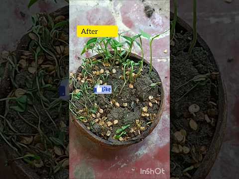 Green Chilli seeds🌿#shortsfeed #shortvideo #mirapakaya #seeds #plantinghacks #gardening #harikahome