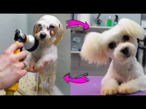 Groomer is Trying to Fix the Owners Hairstyle *puppy cute grooming*