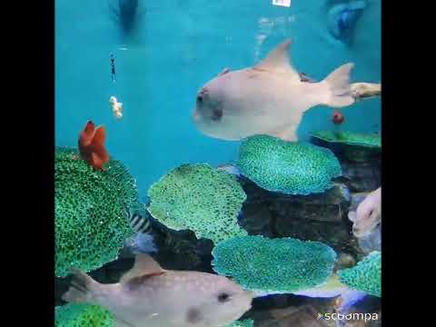 碧南海浜水族館_泳(1/2)