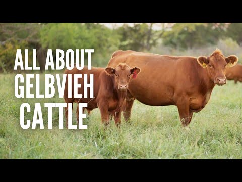 Gelbvieh Cattle: Everything You Should Know