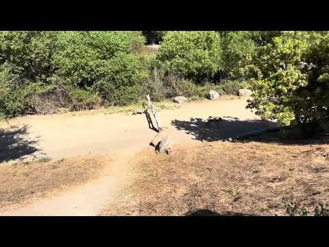 coyotes roaming around Ascot Hills Park