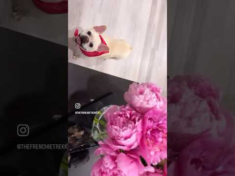 French Bulldog Loves Flowers | Max and Bo #Shorts #Dog | Isn't She Lovely