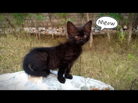 Black Cat Meowing Sound 🐱🐾 | Cat Sounds | Cat Voice