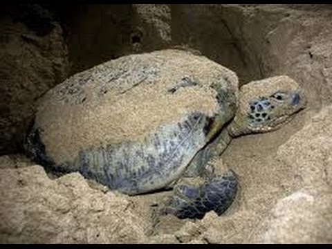 Sea Turtles Documentary HD - Animal Planet