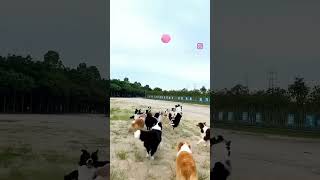 #dog playing with boll #doglover #funny #love #puppy #animals #dogs #dogshorts #doglovers #trending