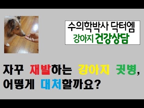 자꾸 재발하는 강아지 귓병, 대처방법은?