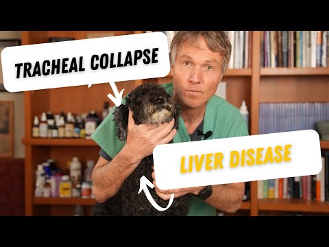 Dog Tracheal Collapse Linked to Liver Disease: Top Holistic Remedies