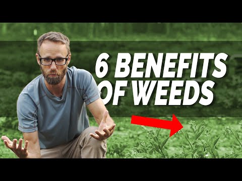 SIX Benefits of Weeds - Learn to Love Weeds