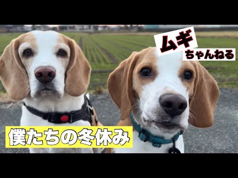 【ビーグル】ムギとでんの冬休み