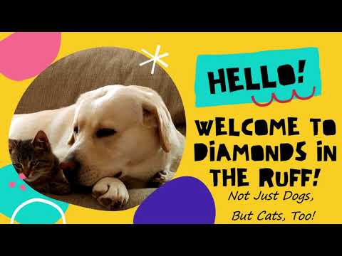 Diamonds in the Ruff Pet Resort and Salon - Not Just Dog Boarding, But Cats too!