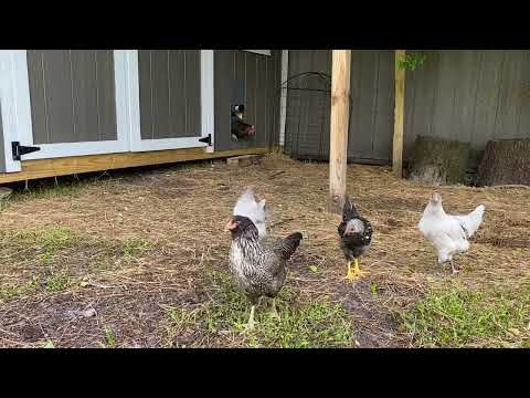 Chickens First Time Using The Best Automatic Chicken Door - Run Chicken Door