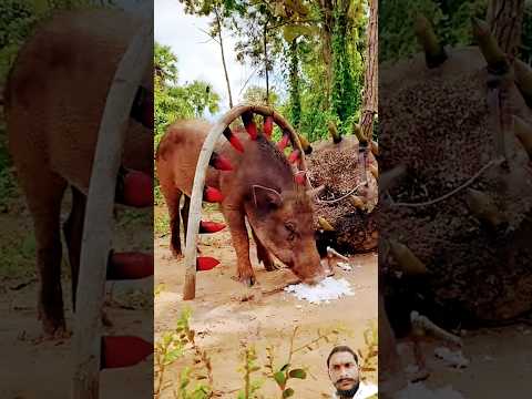 #pig #animals #animaltrap #wildlife #nature #elephant #shortvideo #wildboar #birds #kingisback204