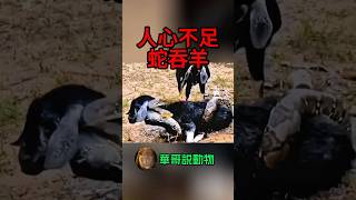 羊竟然不顧纏在自己身上的蛇，逕自跑起步來了⋯⋯#animals #華哥説動物 #wildlife #snake