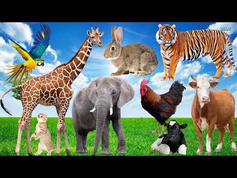 Sounds and actions of animals: Elephant, Tiger, Giraffe, Cow, Dog, Chicken... Animal videos