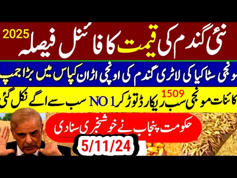 munji kaynat 1121rate 2024/munji 1509 new rate/today gundam rate/مونجی کا ریٹ کائنات گندم ریٹ 2025