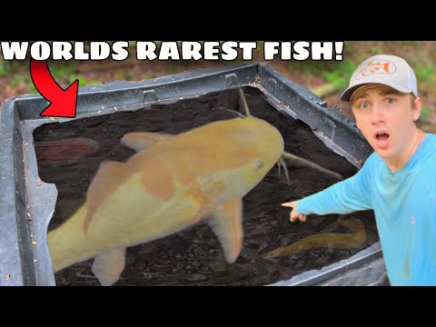 I Bought the RAREST Fish in The World!