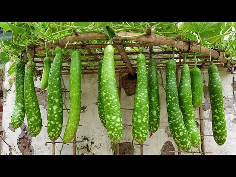 How to growing gourd hanging hammock on the bed, grow gourd in terrace