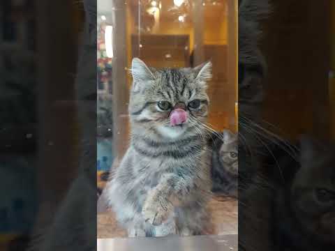 睇貓洗臉超開心Cat washing her face is so adorable😍