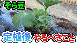 【そら豆】植えた後に必ずやって欲しいこと　これだけは忘れないで