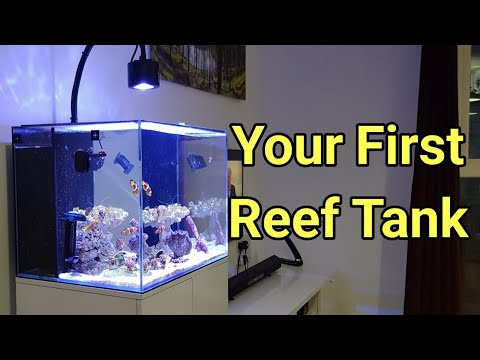 How Much Knowledge Do You Need To Start A Reef Tank? The Prestige Reef Dork Show Ep 60