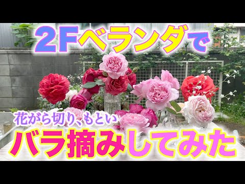 【バラ摘みしてみた】満開の2階ベランダでバラの花がら切り（ほぼ花摘み）をしてみました。予想以上の収穫に、オドロキです！