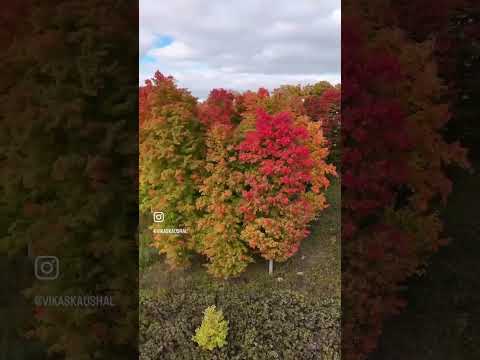 #autumn #mapleleaves #fallincanada #colors #nature ##season #youtubeshorts #ashortaday #shorts