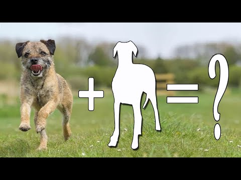 Border Terrier Mixes – Find out The Most Popular Hybrids / Border Terrier Mix