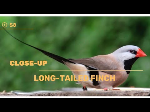 👉 S8 Long-tailed finch - Poephila acuticauda | Șpiț amadina