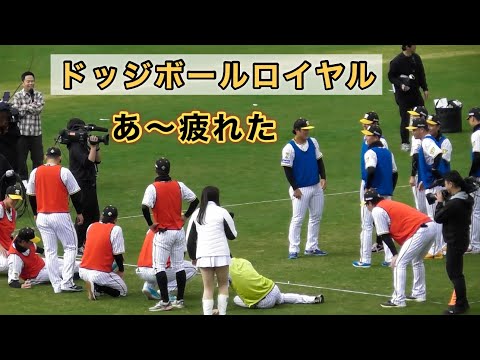 『ドッジボールバトルロイヤル』阪神タイガースファン感謝デー2024