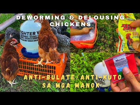 Deworming & Delousing Chickens (anti-Bulate at anti-Kuto)