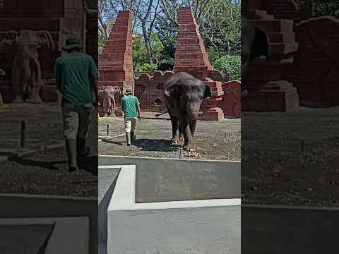 Gajah animal Show di Solo Safari