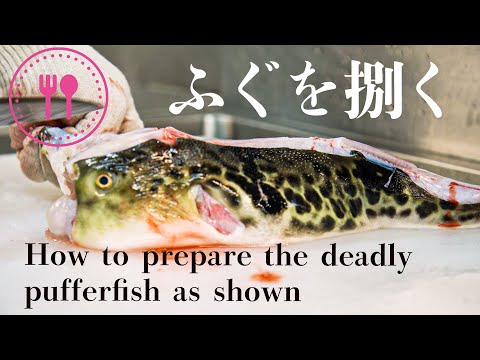 【職人技】ふぐのさばき方 Fugu how to prepare the deadly pufferfish as shown by "Genpin Asakusa"［玄品浅草］