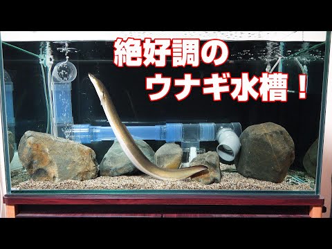 【ウナギ水槽】エサを食べなくなりました。うな次郎。