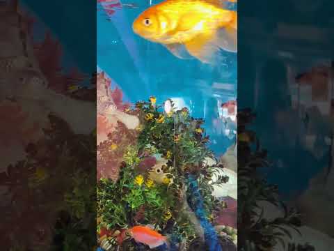 Beautiful Fish aquarium all colour fish #fish #viral #comedy